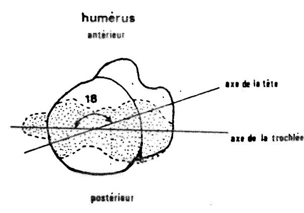 image006 epi humerus 2.jpg